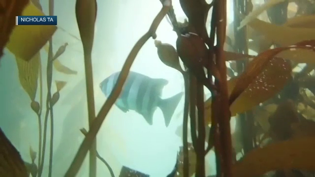 Fenomenul prin care pești din Asia au ajuns pe coastele Californiei