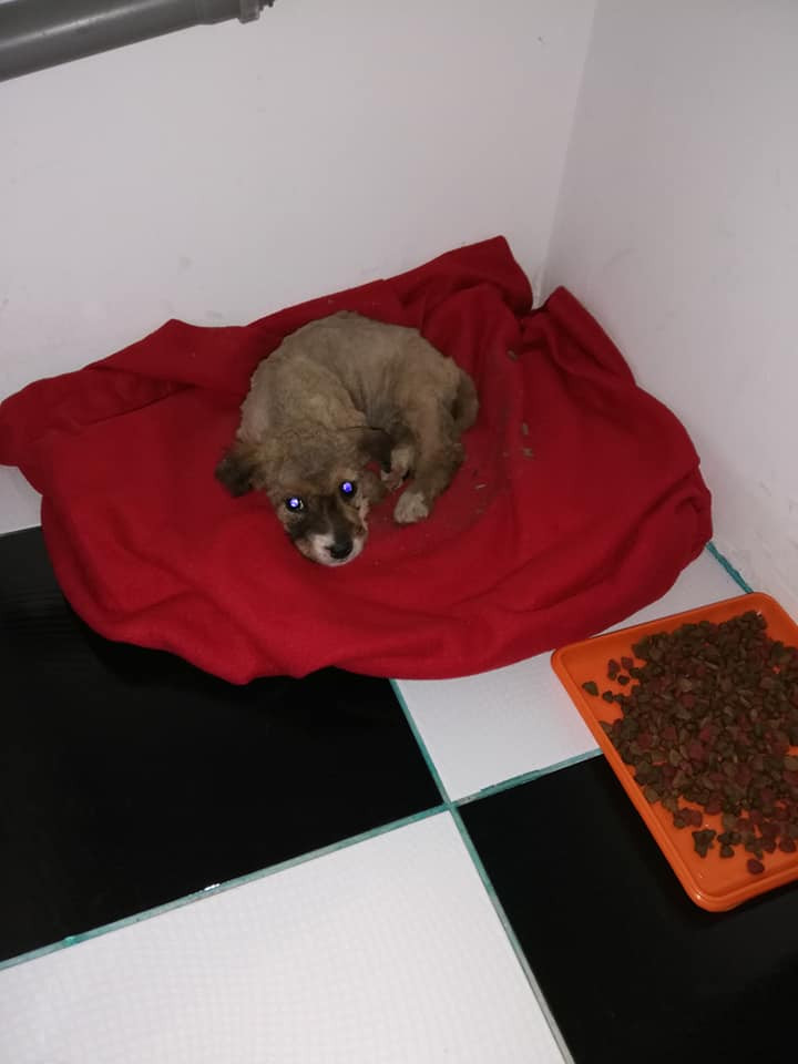 catel acoperit de noroi