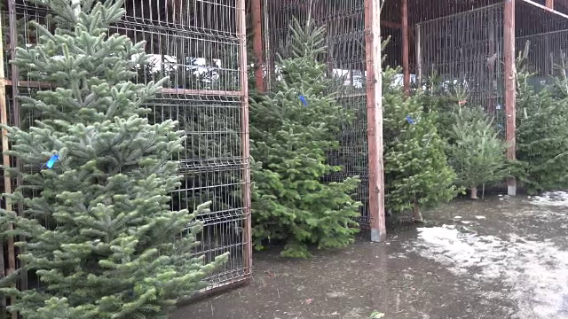 Afacerea cu bradul românesc, un eșec. Pomii nu au mai fost tăiați pentru a proteja pădurile