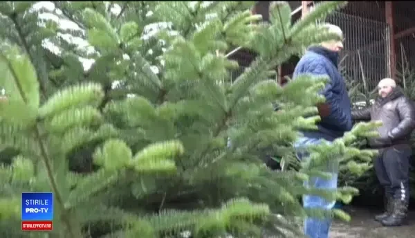 Afacerea cu bradul românesc, un eșec. Pomii nu au mai fost tăiați pentru a proteja pădurile
