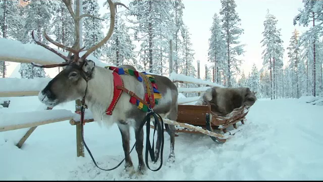 300 de români vor pleca zilele acestea spre Laponia. Preţul unei excursii de vis