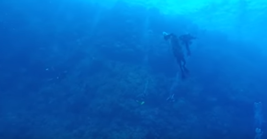 Momentul șocant în care un scafandru este atacat de un rechin. Ce a urmat. VIDEO