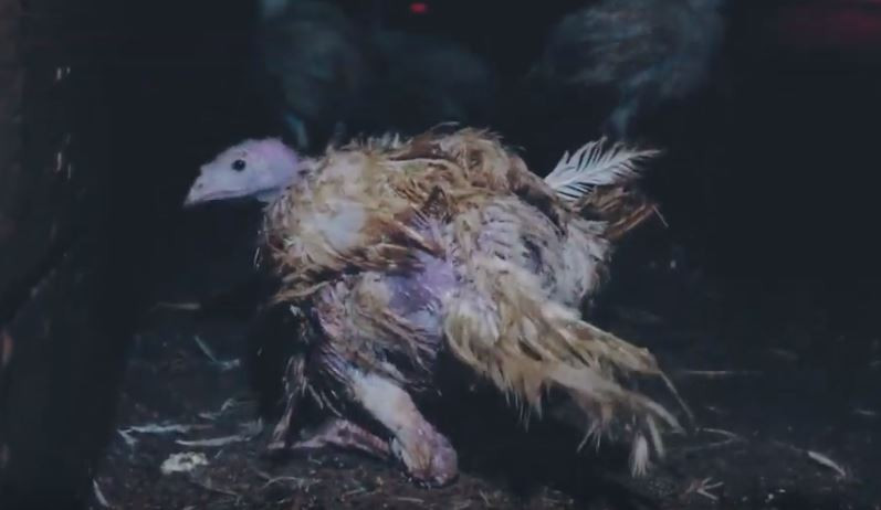 Curcani ”deformați groaznic”. Imagini șocante filmate la o fermă de păsări