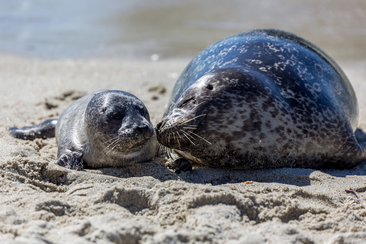 Pui de focă, masacraţi pe o plajă turistică. Ucigaşii le-ar fi luat capetele acasă