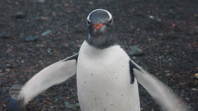 Pinguini contaminați cu salmonela, din cauza oamenilor. Cum de a fost posibil