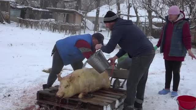 Porcii care au scăpat de pesta porcină, tăiați de Ignat. ”Trimitem în străinătate”