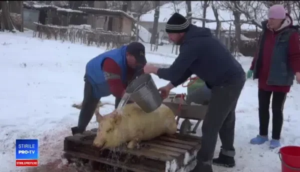 Porcii care au scăpat de pesta porcină, tăiați de Ignat. ”Trimitem în străinătate”