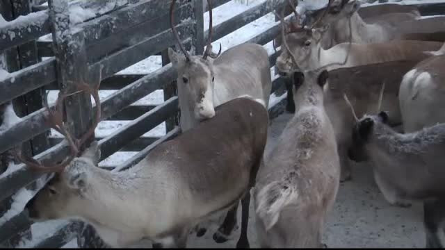 Cum vor fi găsiţi renii lui Moş Crăciun. Au fost dotaţi cu senzori speciali