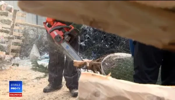 Bucureștenii s-au îngrămădit să cumpere brad pe ultima sută de metri. Prețul unei coronițe