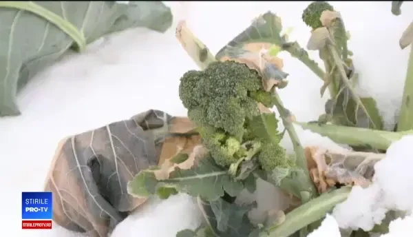 O tânără din Craiova face profituri record cu o legumă cultivată experimental. FOTO