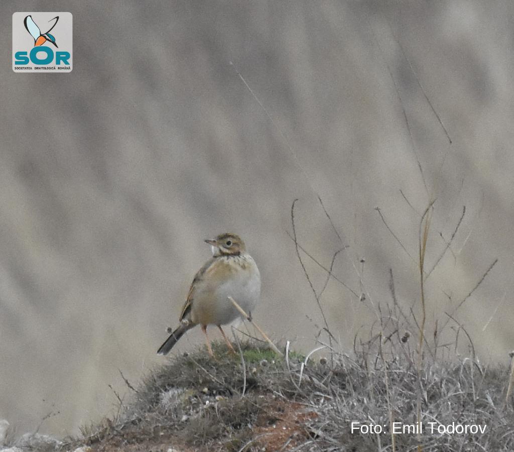 F&acirc;sa lui Richard (Anthus richardi)
