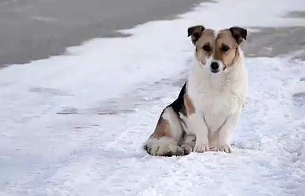 Un câine și-a așteptat 6 luni în frig stăpânul care l-a părăsit. Indiciul care îl făcea să alerge după mașini