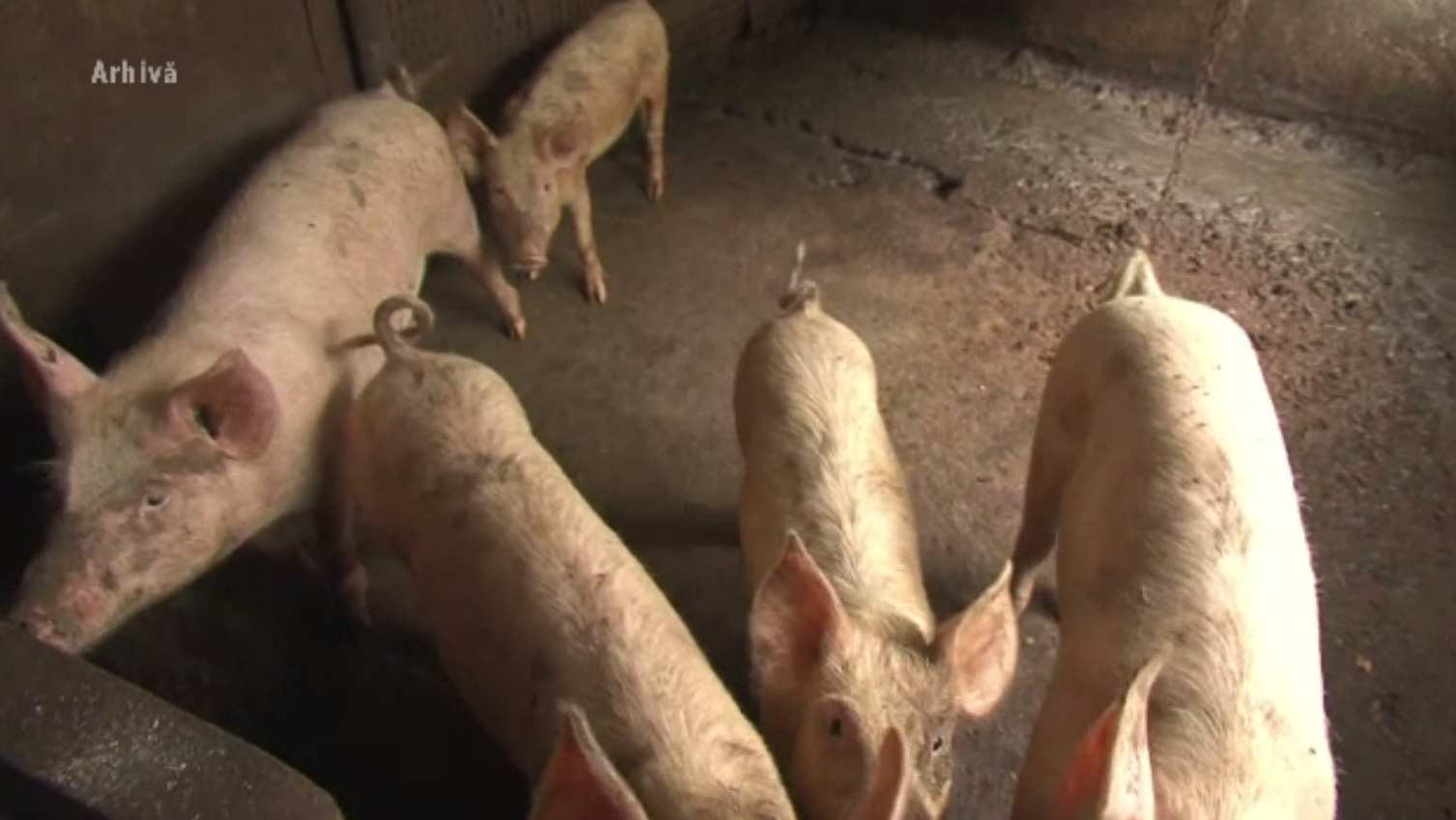 Un nou focar de pestă porcină, depistat în Ajunul Crăciunului. Porci morți în cotețe