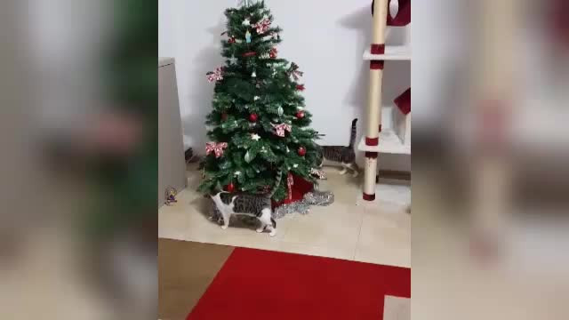 GHID. Cum îți salvezi bradul din fața pisicilor hotărâte să îl doboare