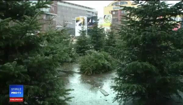 Diferența de preț dintre un brad de Crăciun cumpărat în Germania, comparativ cu România