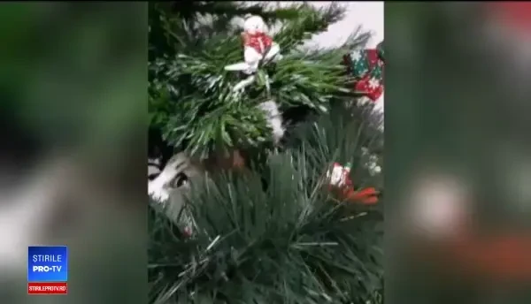 GHID. Cum îți salvezi bradul din fața pisicilor hotărâte să îl doboare