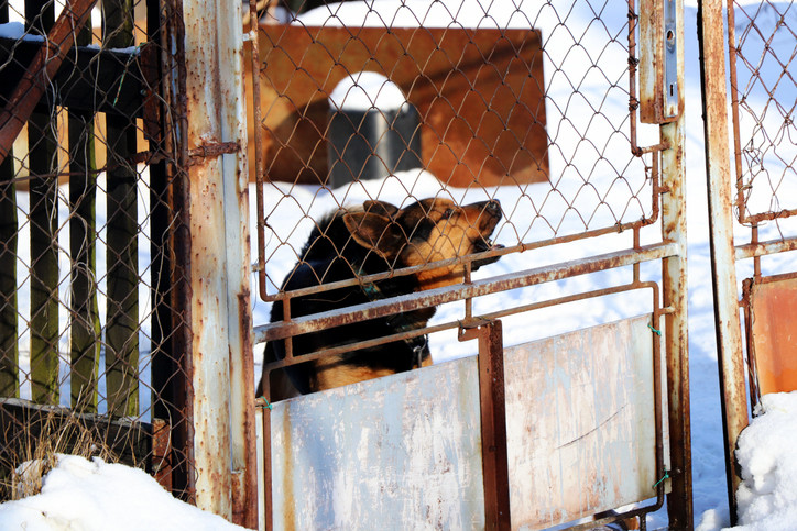 O familie din Timişoara a fost salvată de la moarte de câine, în noaptea de Crăciun