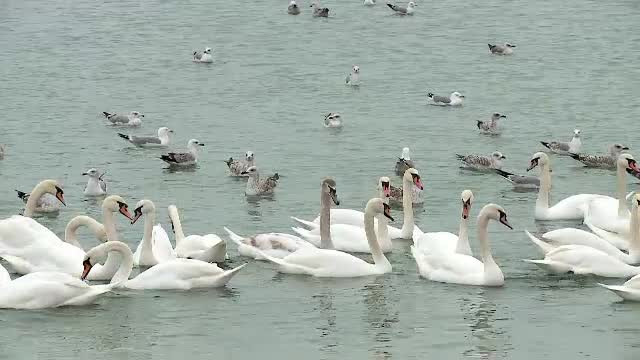 Spectacol uluitor pe malul mării. Sute de lebede se adăpostesc de câteva zile