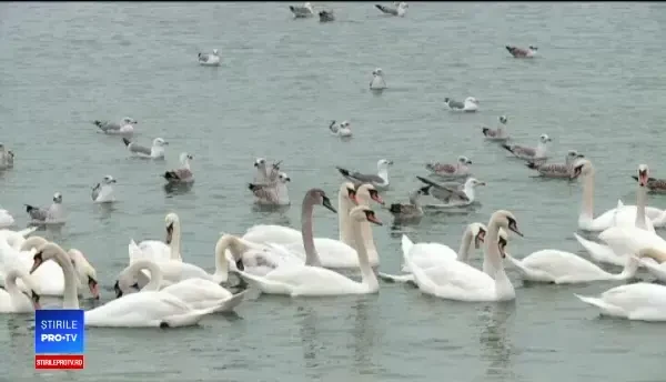 Spectacol uluitor pe malul mării. Sute de lebede se adăpostesc de câteva zile