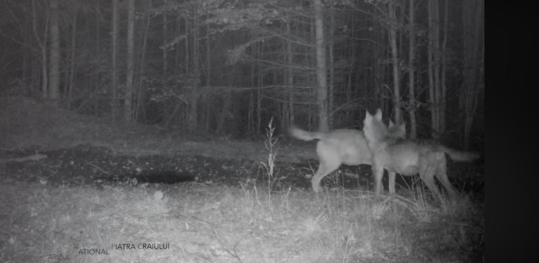 Imagini spectaculoase. Ipostazele în care au fost filmați lupii în Parcul Național Piatra Craiului