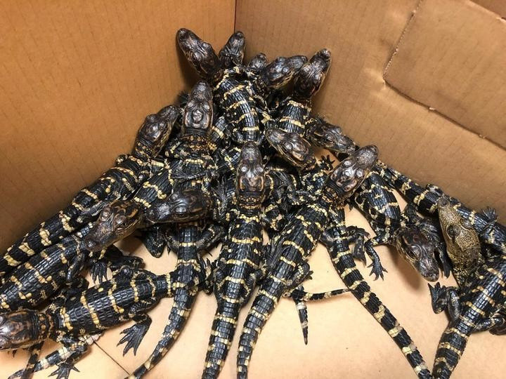 Bărbat prins la aeroport cu 32 de crocodili şi 6 tarantule. Cui i le adusese cadou