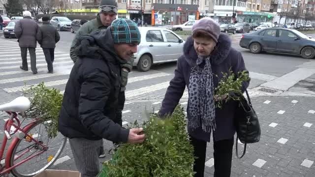 Ce spune tradiţia despre vâsc. Motivul pentru care dacii îi spuneau "creanga de aur"