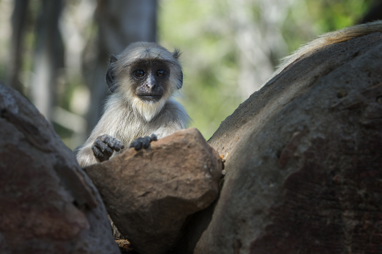 Ce au pățit 6 persoane, după ce au mâncat o maimuță pe cale de dispariție