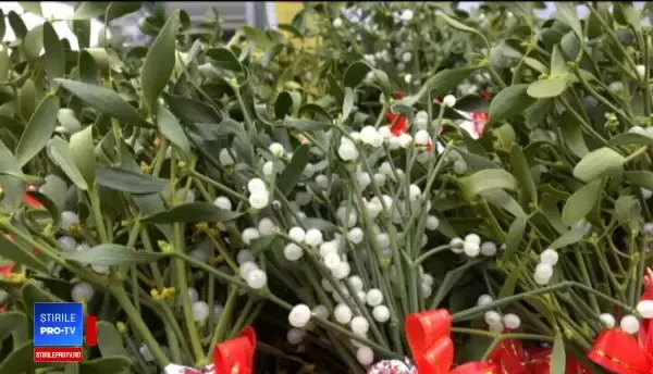 Ce spune tradiţia despre vâsc. Motivul pentru care dacii îi spuneau "creanga de aur"