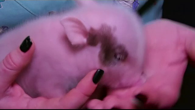 Porci cadou