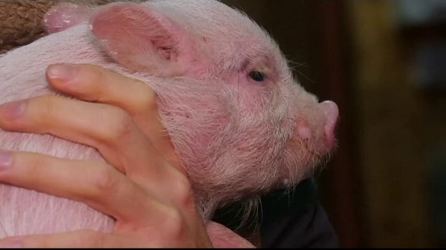Porci cadou