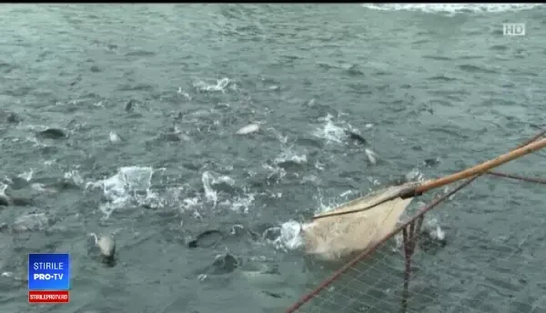 Românii au apelat la păstrăvării pentru masa de Revelion. Superstițiile românilor