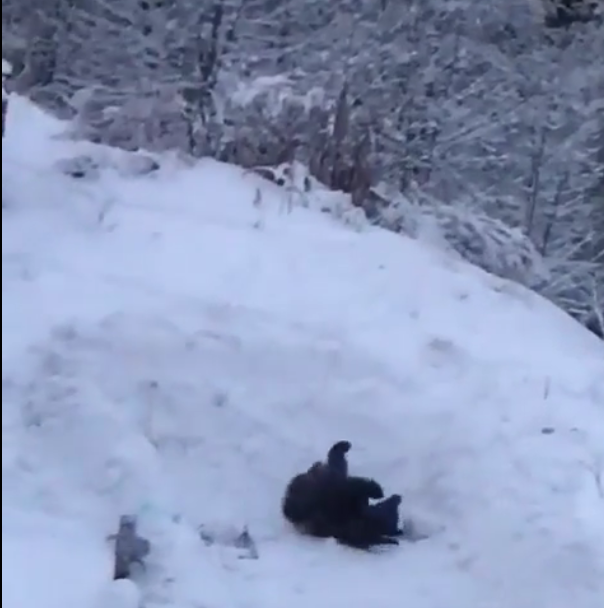 Urs in zapada la Predeal