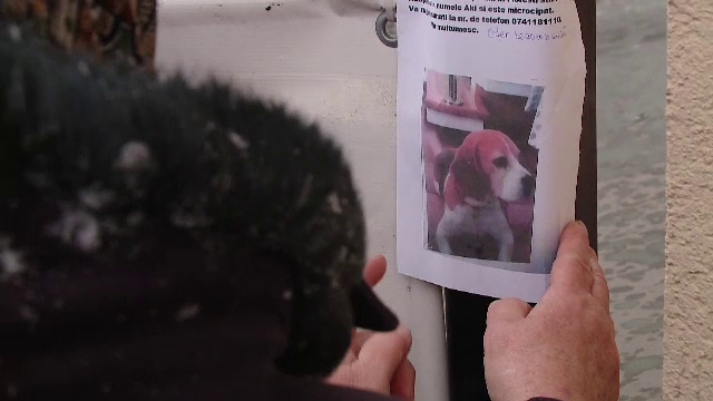 Ce trebuie să facă cei care au rămas fără câini din cauza petardelor de Revelion