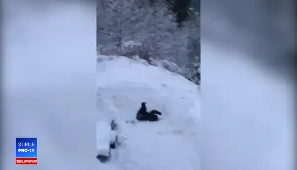 Momentul în care un pui de urs se joacă în zăpadă, sub privirile turiștilor din Predeal