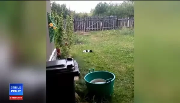 Ce trebuie să facă cei care au rămas fără câini din cauza petardelor de Revelion