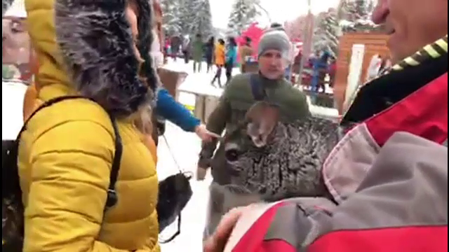 Suma plătită de turiștii de la munte pentru o poză cu un Chinchilla. Ar aduce noroc