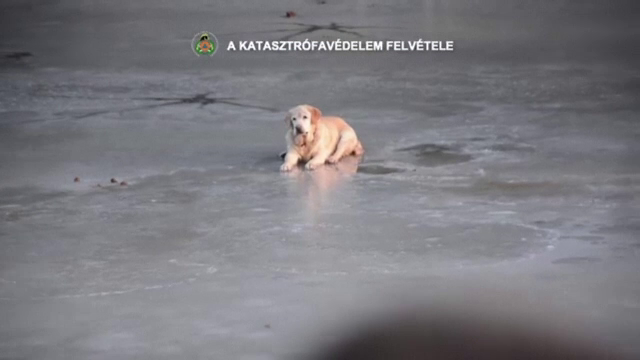 Un cățel s-a aventurat pe un lac îngheţat şi a rămas blocat. Cum a fost salvat