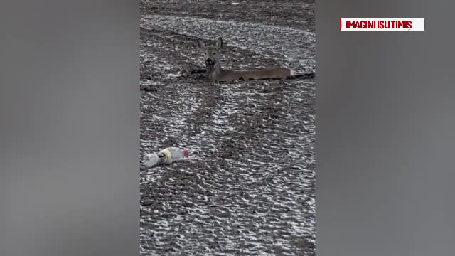 Căprioară salvată dintr-o groapă cu noroi de pompierii din Timiş