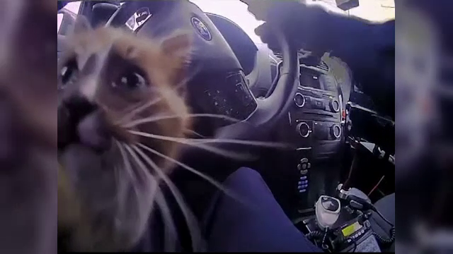 Pui de pisică salvat de pe autostradă, de un polițist. Ce a făcut apoi în mașina agentului