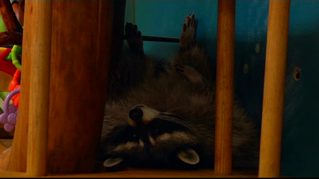 Afacerea cu ratoni a unei rusoaice. Câștigă 45 de dolari pe oră