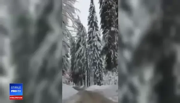 Momentul în care un molid de câțiva zeci de metri se prăbușește pe un drum