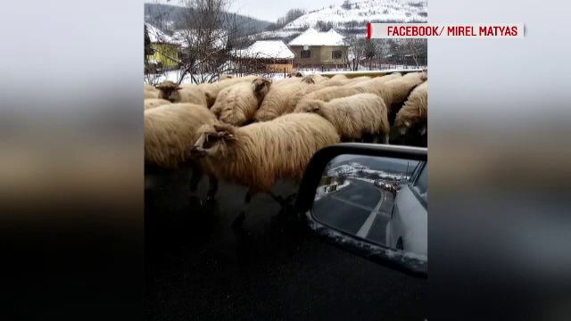 Drum european, invadat de oi, care au început să lingă sarea. Ciobanul, de negăsit