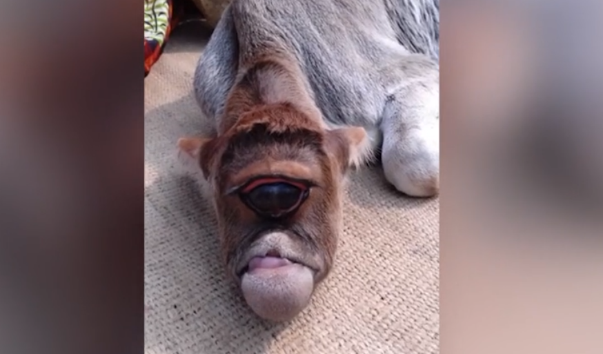 Un vițel născut cu un singur ochi este considerat zeitate în India
