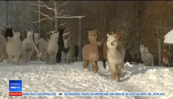 Ferma din Liturania unde 30 de alpacale zburdă prin zăpadă și delectează turiștii