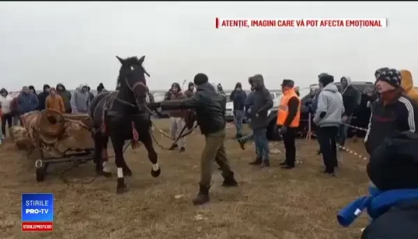 Cai loviți cu bestialitate în timpul unui concurs în Dâmbovița: "Am băut și l-am lovit"