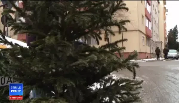 Drumul brazilor de la vedetele Crăciunului până la gunoi. ”L-am aruncat pe geam”