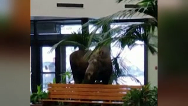 Un spital s-a trezit cu un elan în holul de la intrare