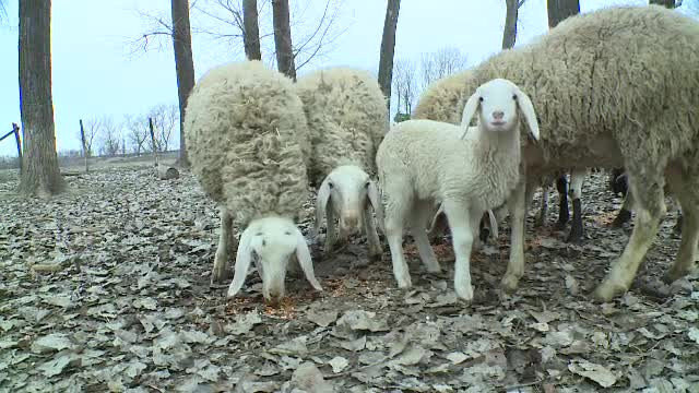 Modelul german, aplicat în România. De ce e bine să izolezi casa cu lână