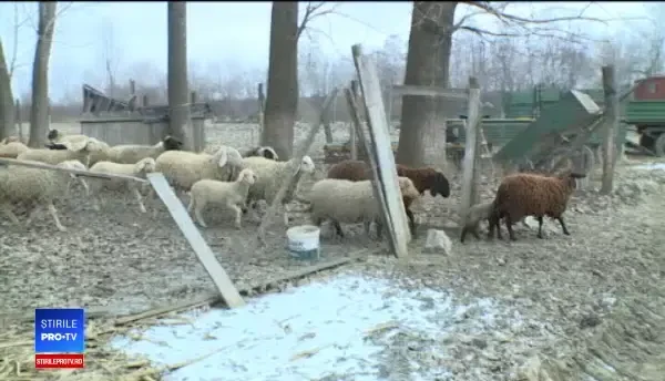 Modelul german, aplicat în România. De ce e bine să izolezi casa cu lână