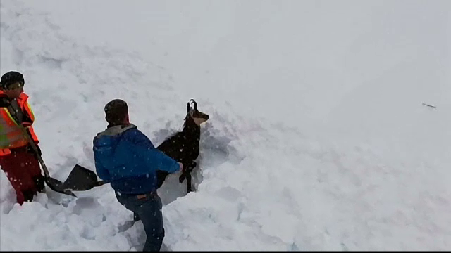 Capră salvată din nămeți de angajații de la căile ferate austriece. Ce s-a întâmplat